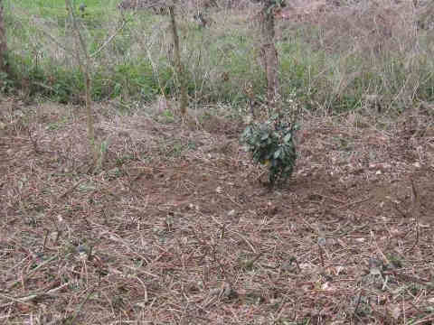 plantation d'arbustes